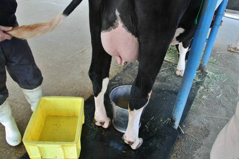 Почему у коровы горчит молоко?