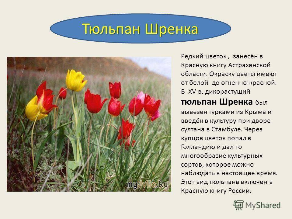 Тюльпан Шренка из Красной книги: фото и описание, где растет