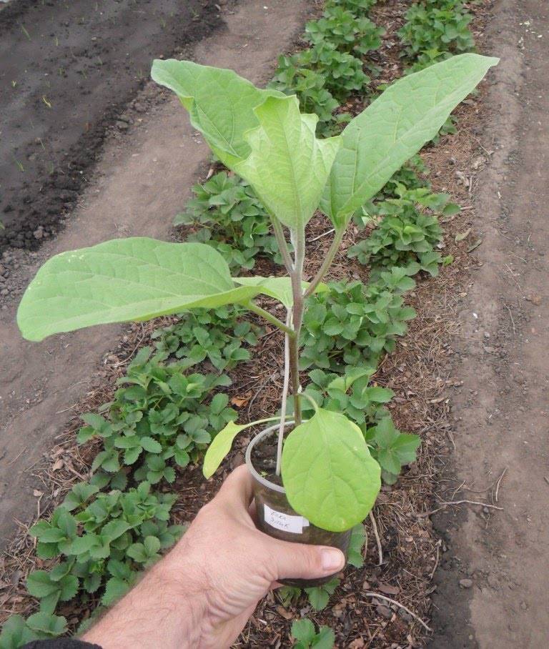 Как я выращиваю баклажаны без рассады в открытом грунте