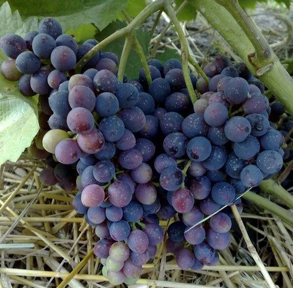 Виноград красень: описание и особенности сорта, специфика ухода, отзывы с фото