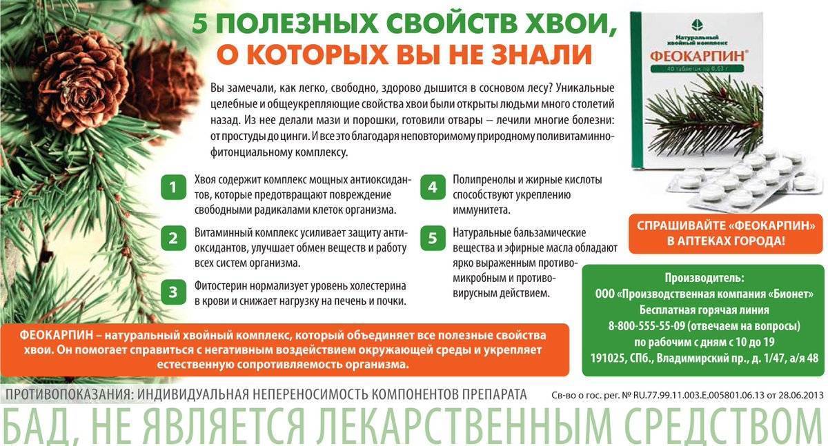 Сосна: лечит, омолаживает и укрепляет иммунитет   - новости yellmed.ru