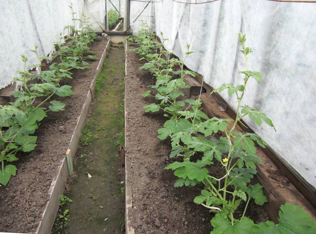 Выращивание арбузов в теплице: проверенным методом