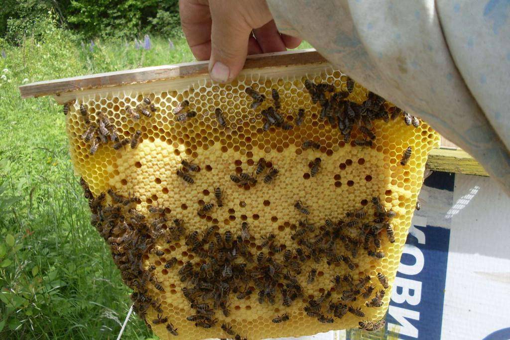Пчелопакет: как сделать + отзывы