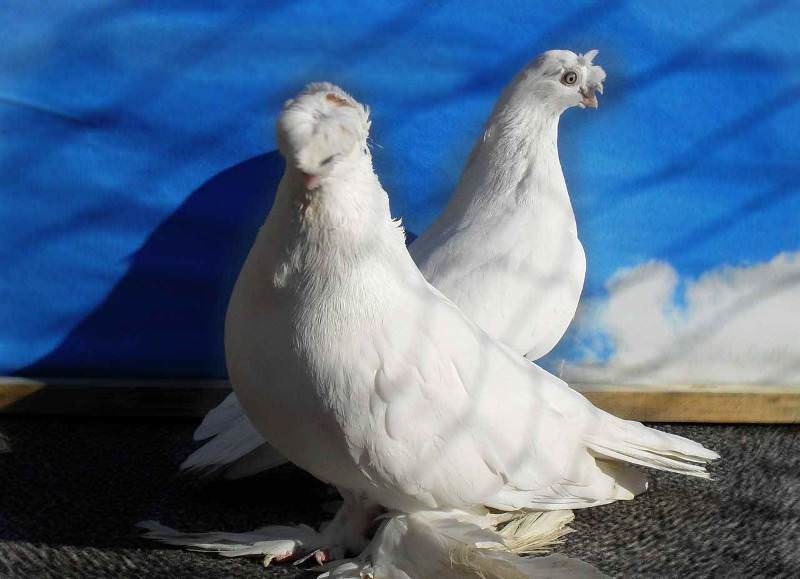 Узбекские бойные голуби: фото, описание, породы