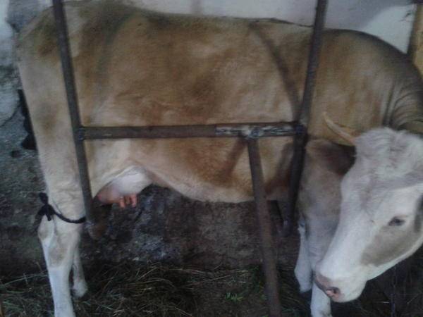Что делать, если корова лягается при доении: как спутать и создание антибрыка