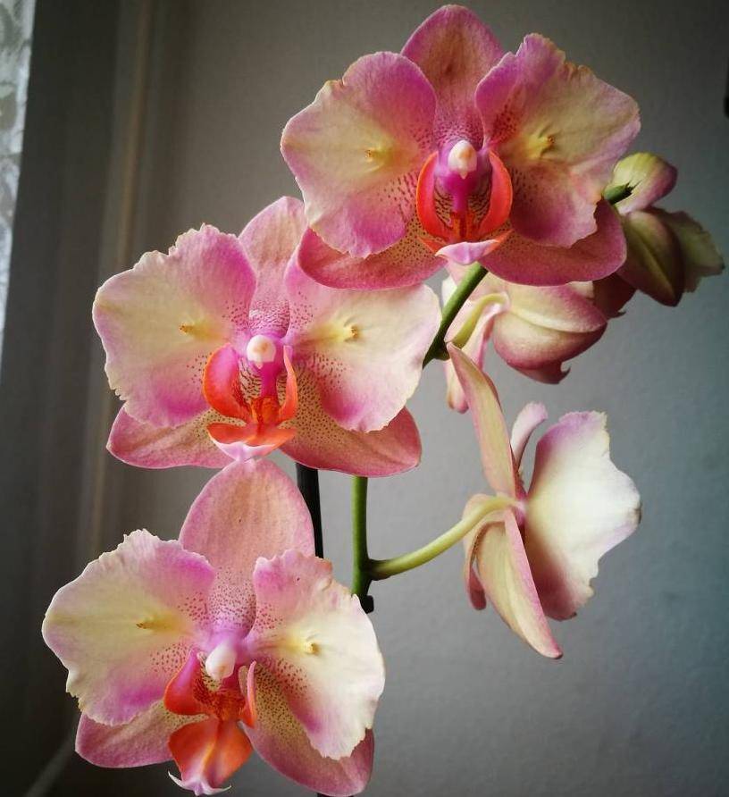 Орхидея «легато»: описание и уход