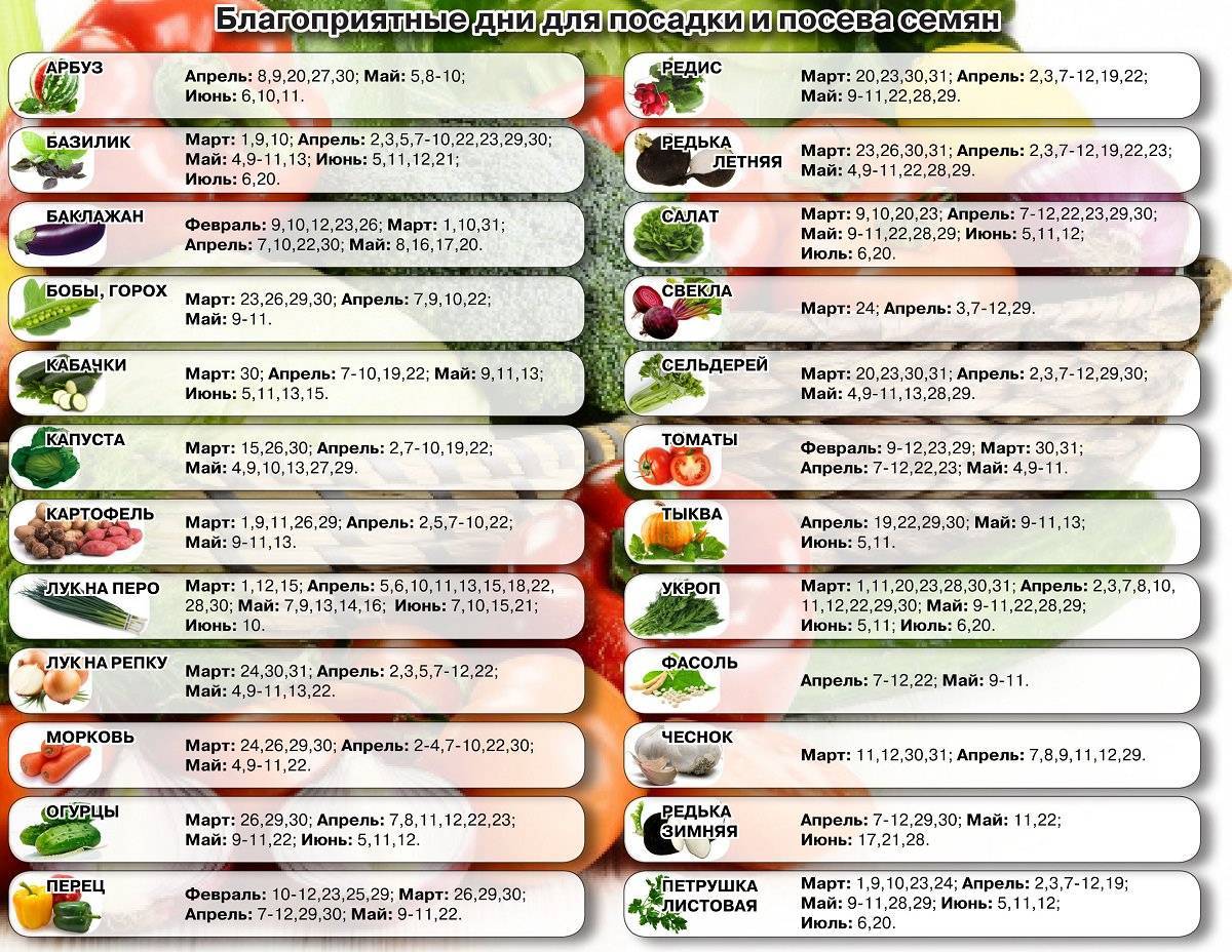 Когда убирать морковь: сроки и особенности сбора урожая [2020]