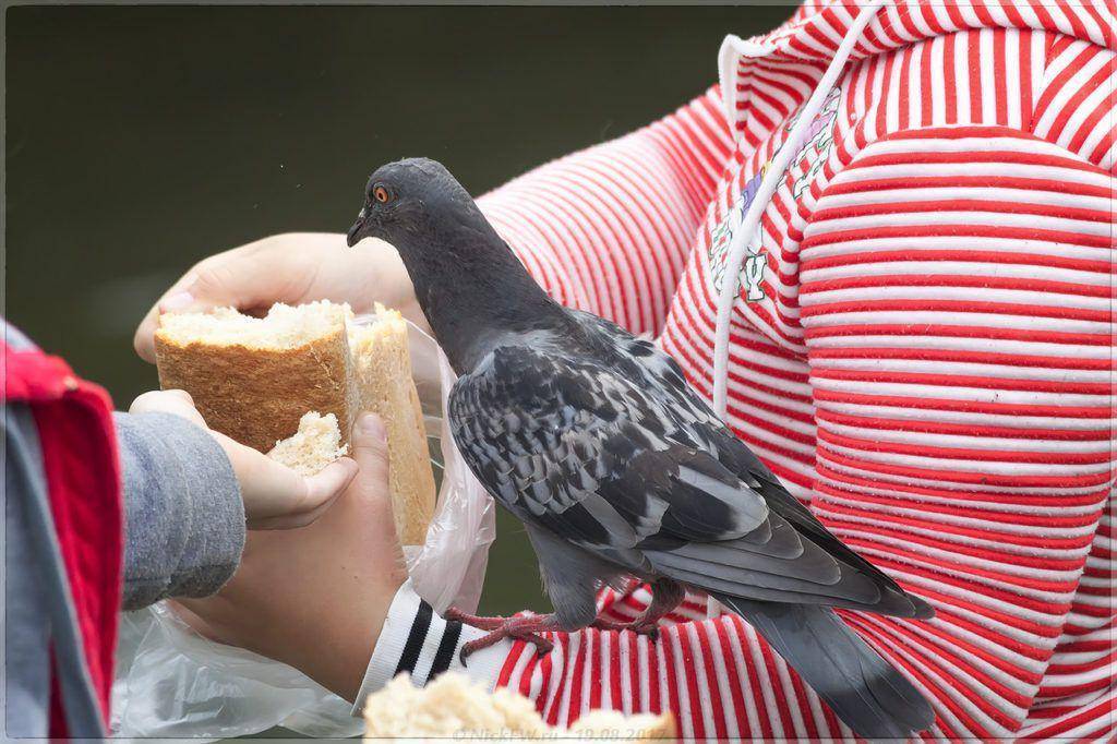Можно ли кормить голубей пшеном, польза и вред такой еды и как давать