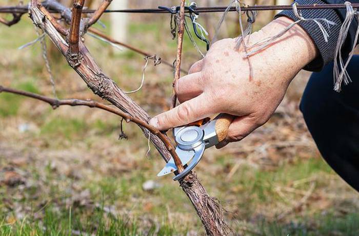Как правильно ухаживать за виноградом весной и летом: инструкция + видео