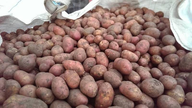Картофель ильинский: описание и характеристика сорта, урожайность, отзывы, фото