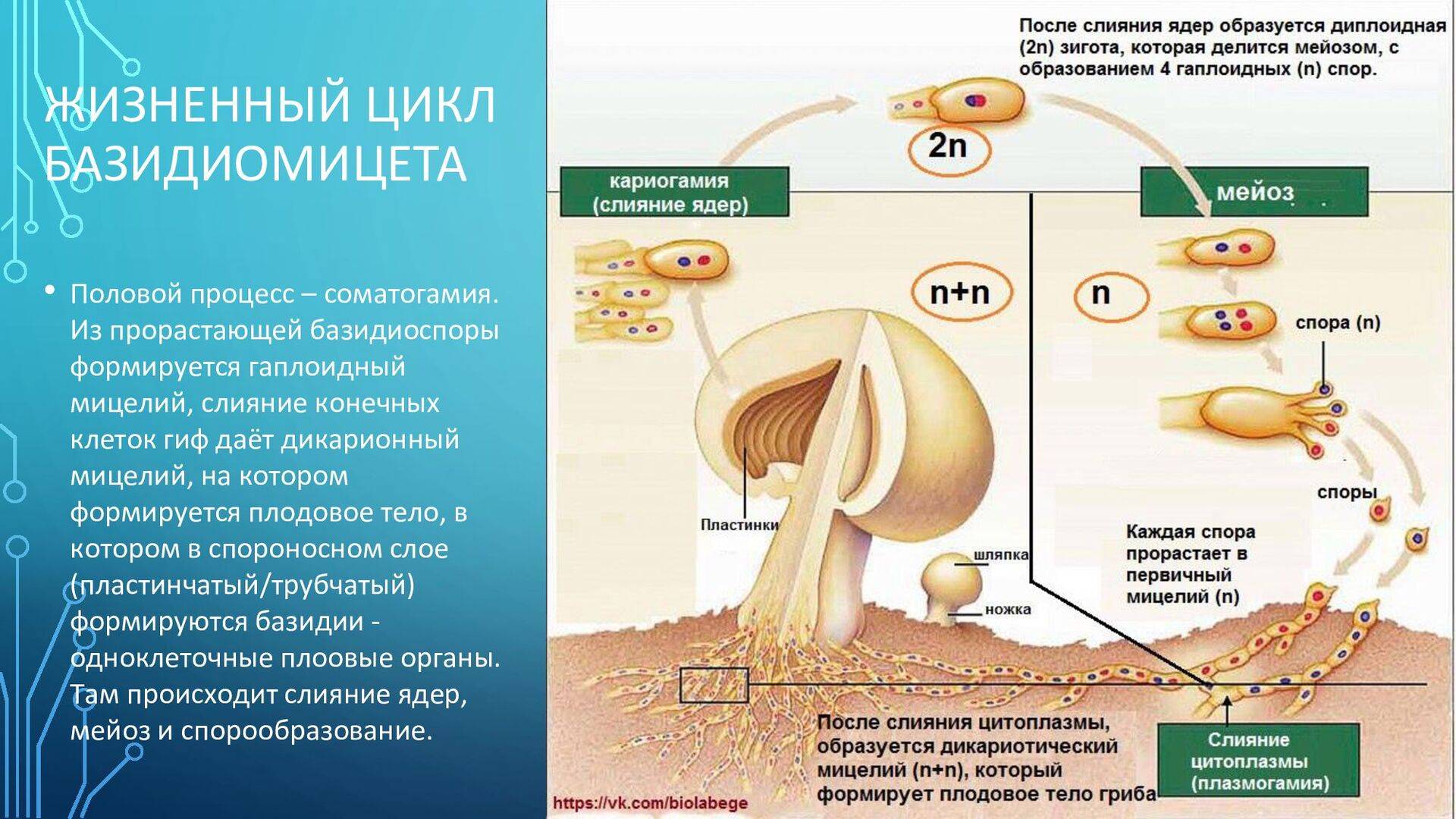 Размножение шляпочных грибов схема 5 класс биология