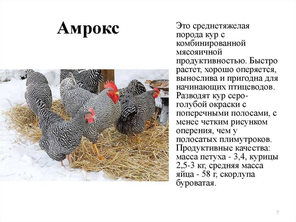 Характеристика породы кур Амрокс