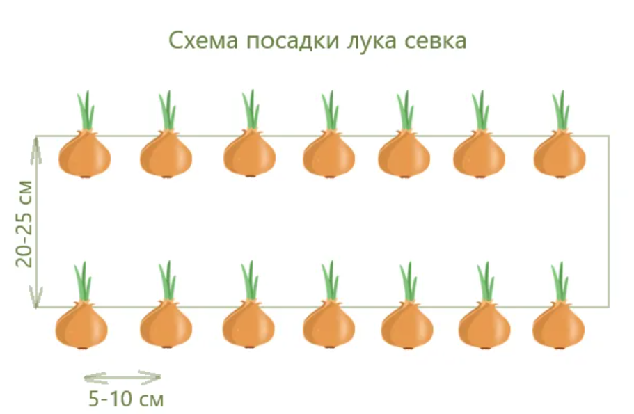 Схематический рисунок к задаче посадили 12 тюльпанов по 6 тюльпанов в каждом ряду