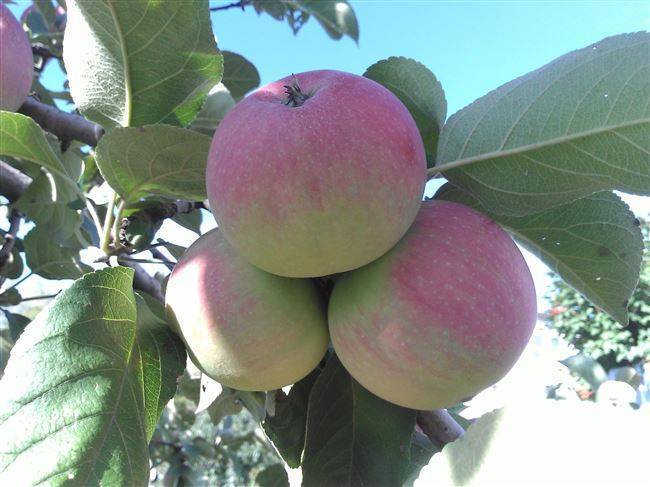 Мичуринские сорта яблок фото с описанием