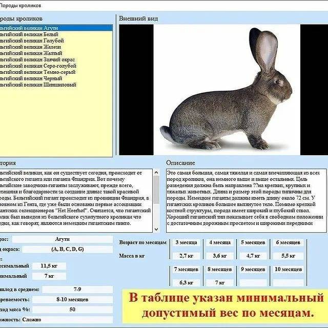Описание и характеристики немецкого кролика породы ризен