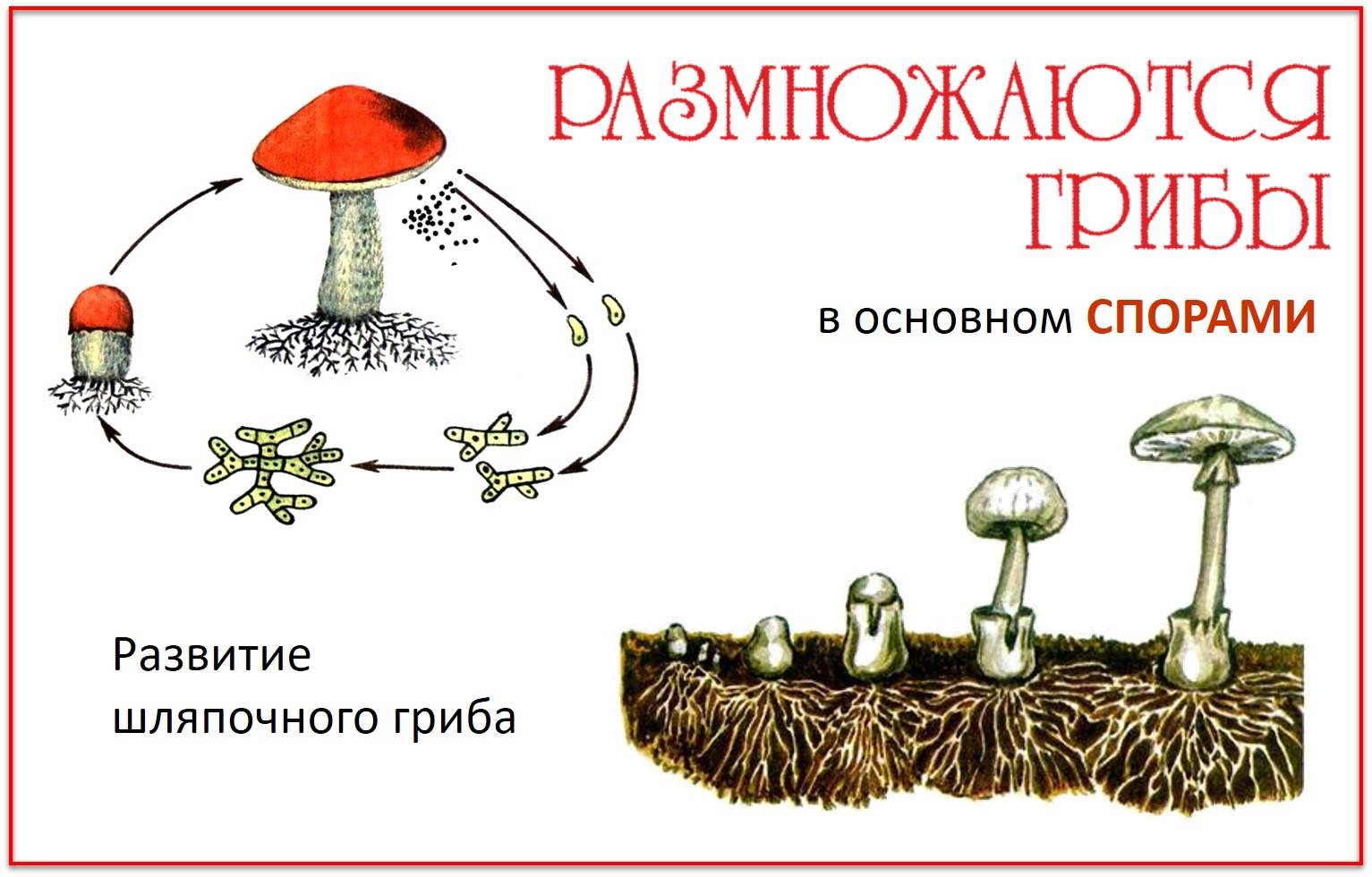 Как размножаются грибы - информация для начинающего грибовода