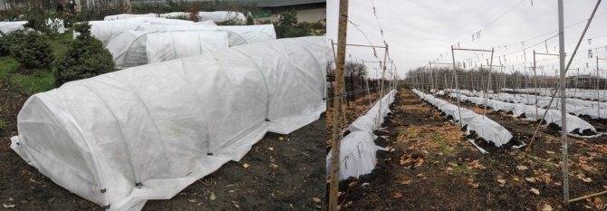 Укрытие винограда на зиму в Подмосковье