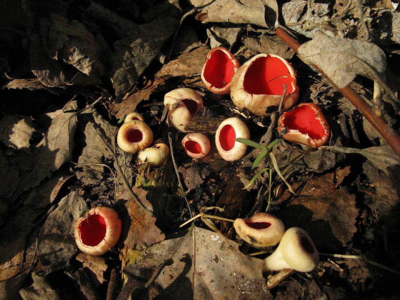 Саркосцифа гриб фото и описание. Саркосцифа Австрийская гриб. Весенние грибы саркосцифа. Саркосцифа (пецица) красная. Красный гриб саркосцифа.