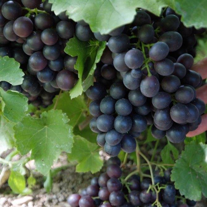 Виноград альфа: описание сорта, фото, отзывы, характеристики, технология посадки и выращивания