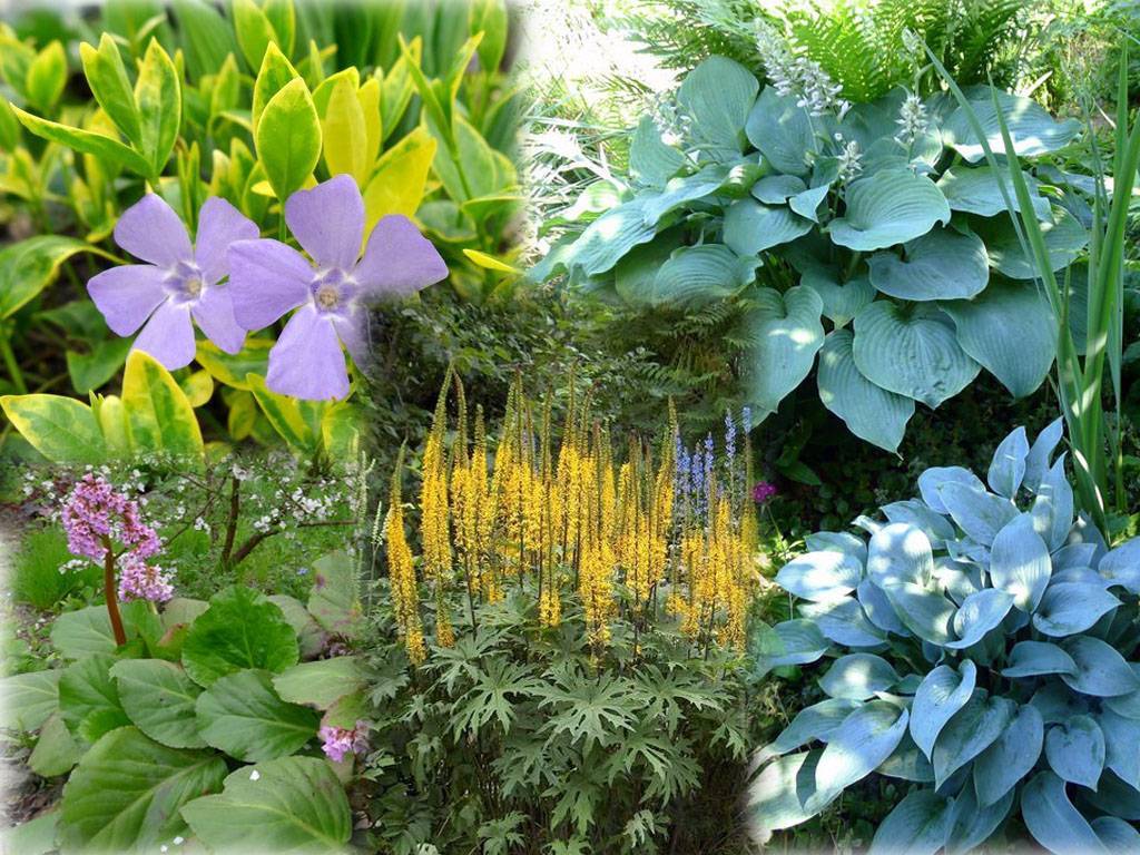 Тенелюбивые растения для сада многолетние неприхотливые фото с названиями