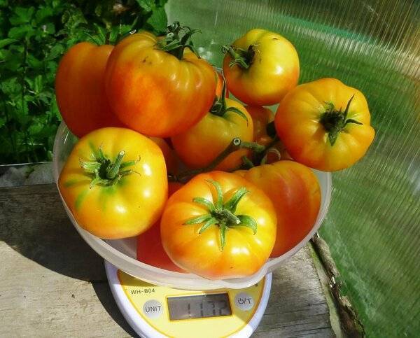 Капризный, но очень вкусный и привлекательный — томат сокровище инков f1: описание сорта и его характеристики