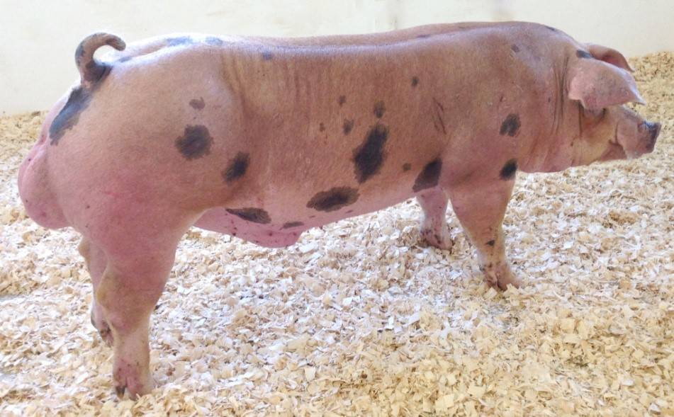 Пьетрен - порода свиней: характеристика, описание, фото, отзывы