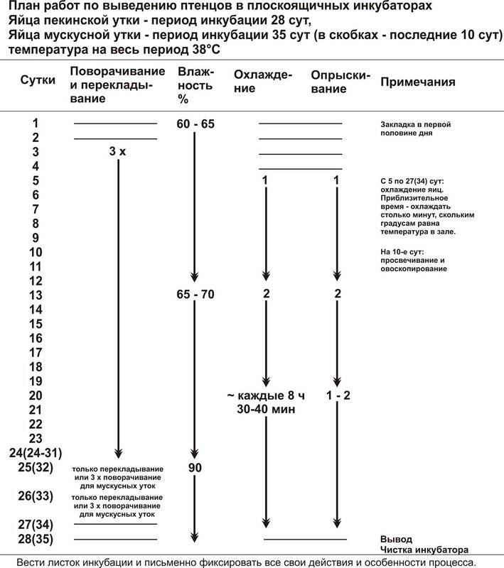 План инкубации утиных яиц таблица - 90 фото