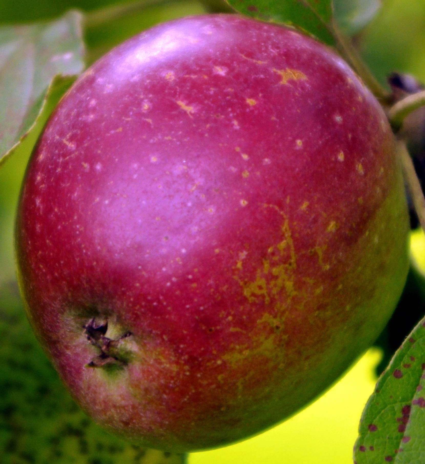 Яблоня коваленковское описание сорта опылители