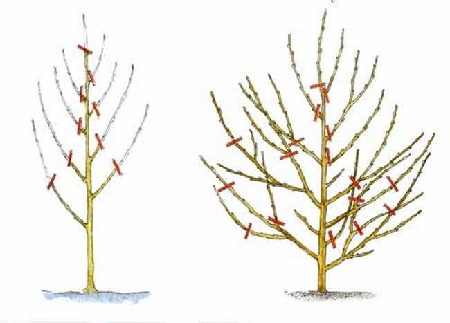 Обрезка персика осенью: схема, особенности правильного ухода за плодовым деревом