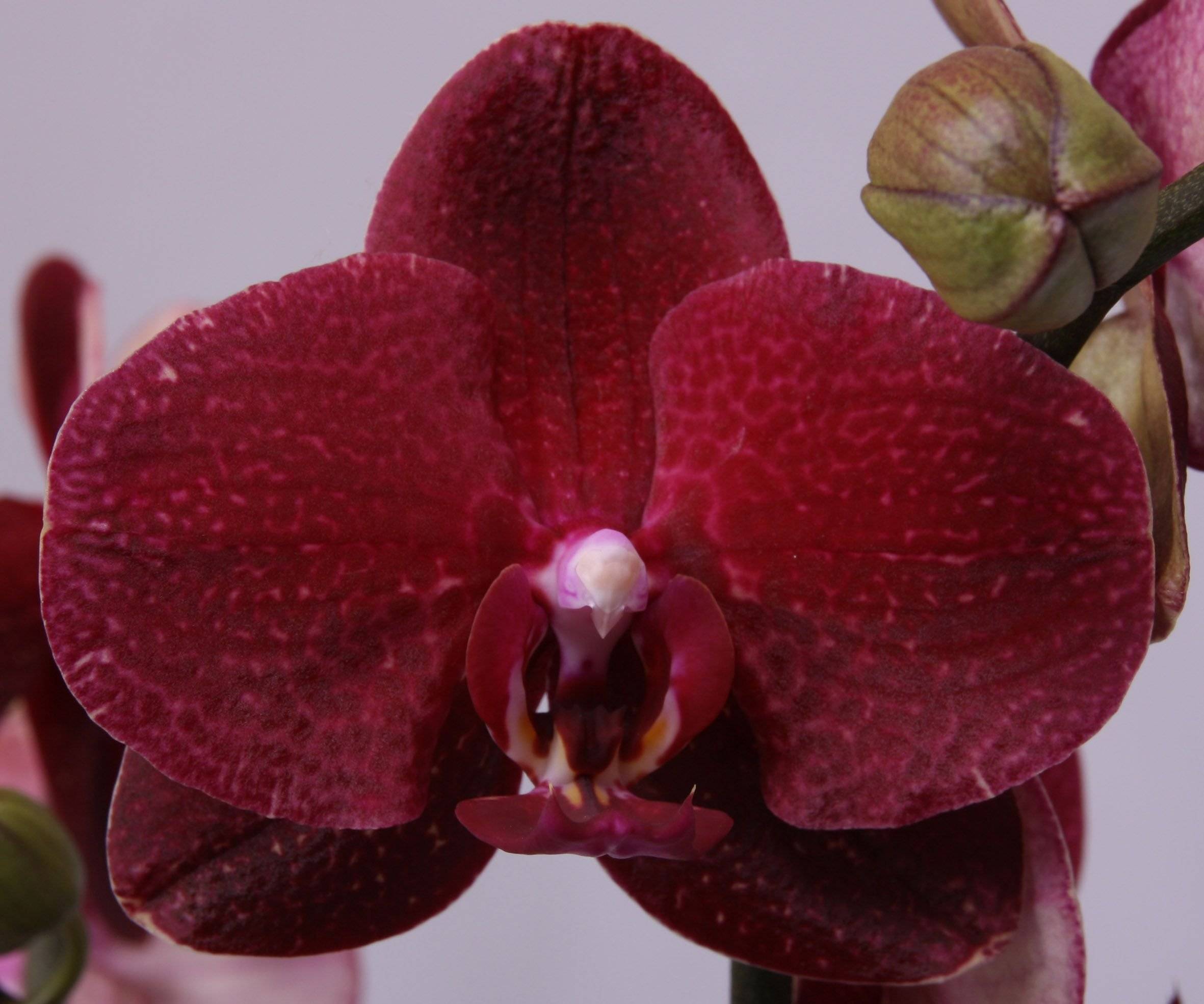 Темно Бордовая Орхидея Фаленопсис