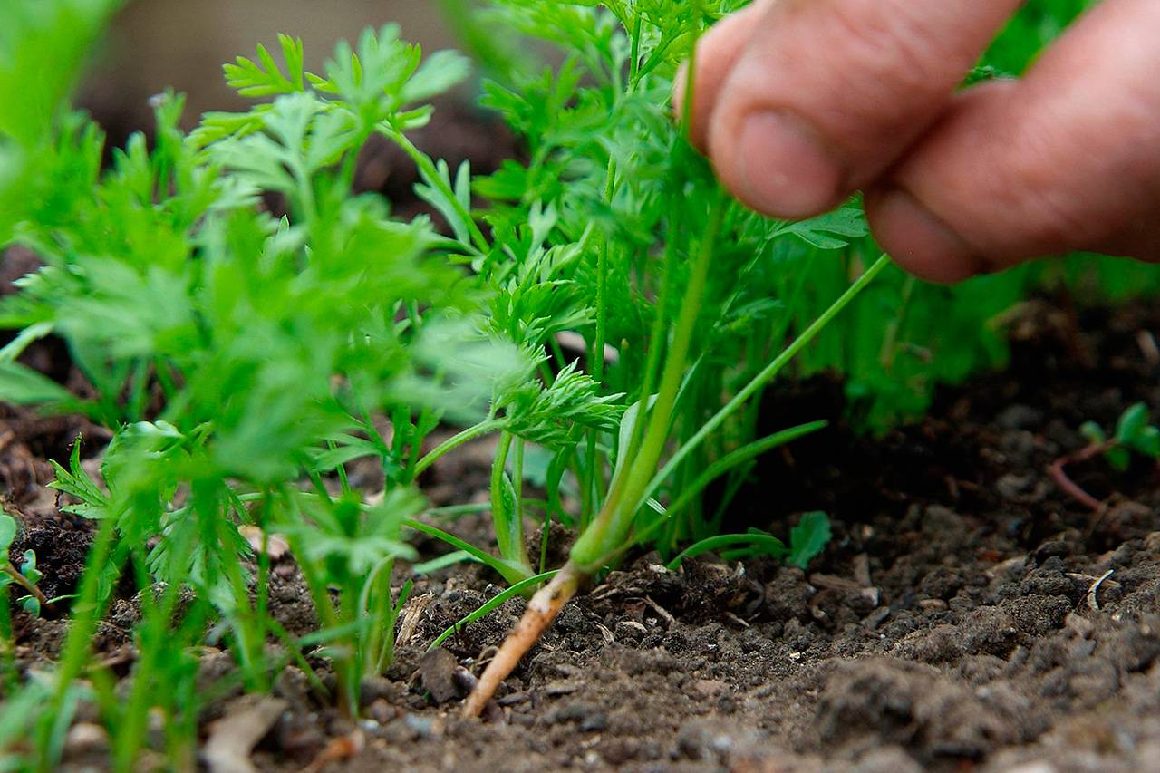 Как сажать морковь: подготовка семян, способы посадки и дальнейший уход