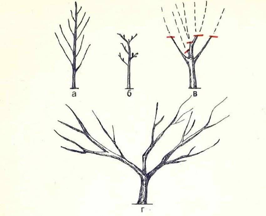 Как правильно обрезать абрикос осенью схема