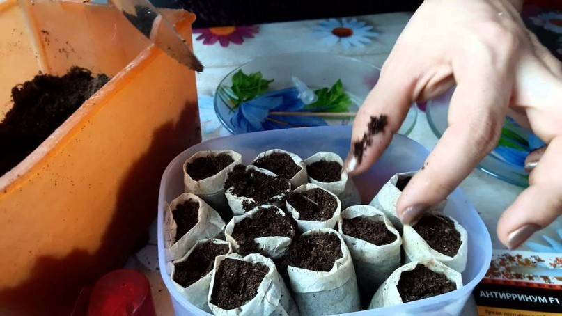Можно ли высаживать рассаду в торфяных горшочках прямо в грунт?