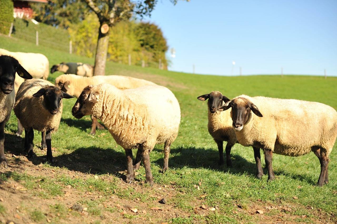 Суффолк овцы фото и описание