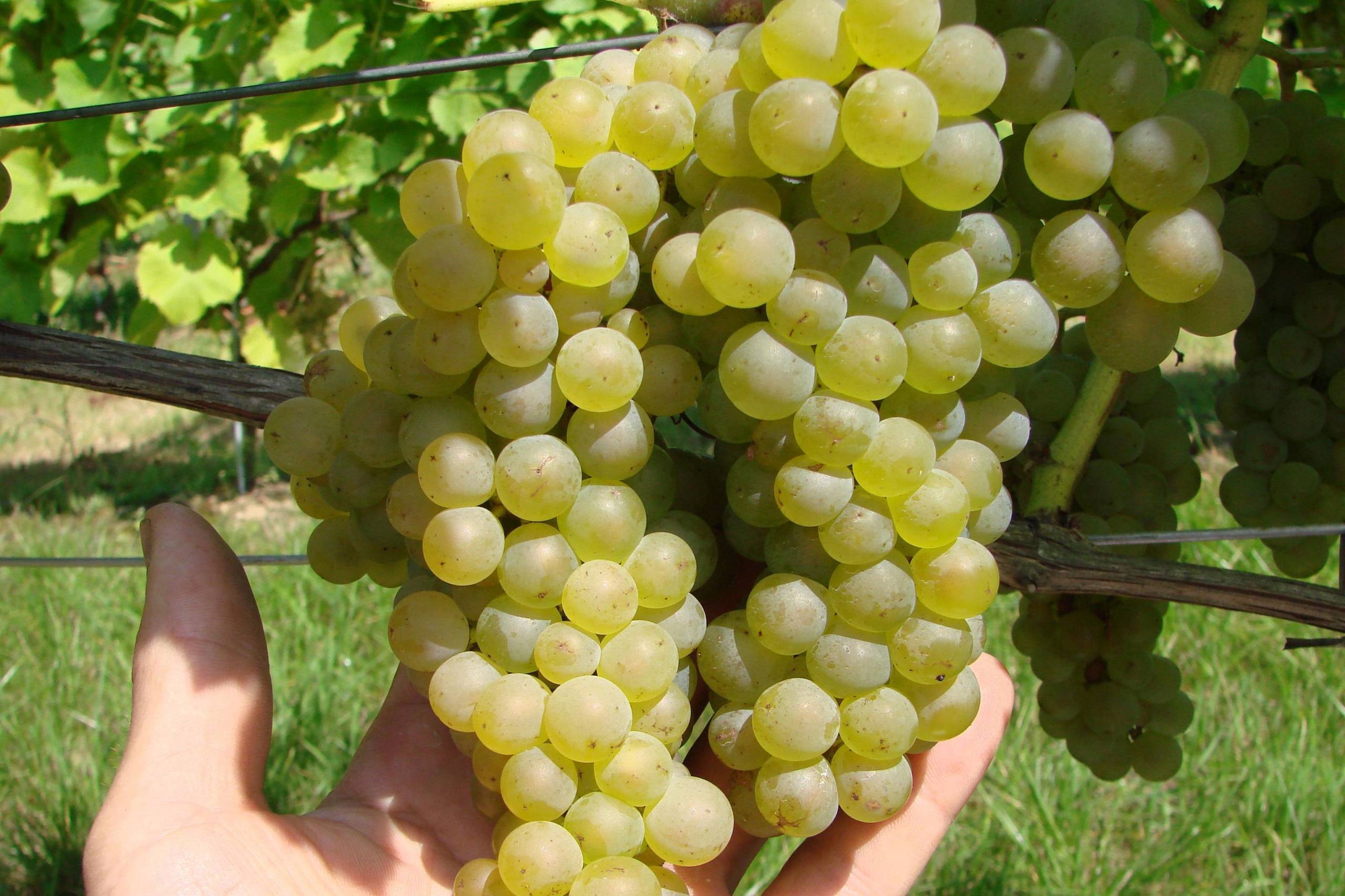 Сорт бианка – сайт о винограде и вине