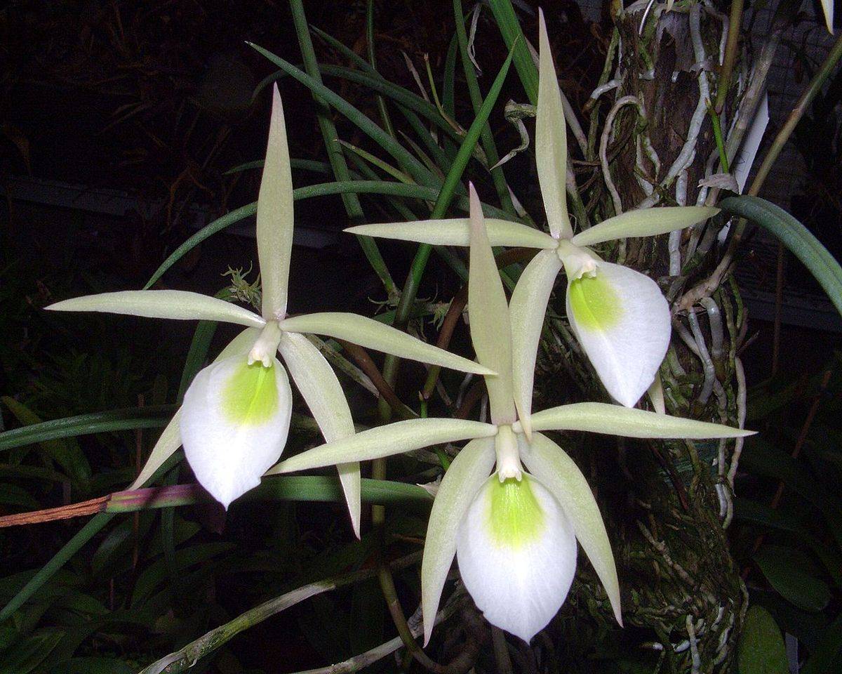 Brassavola flagellaris