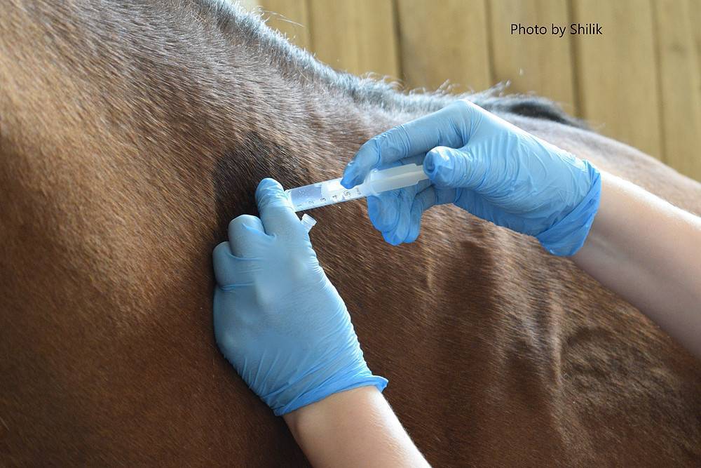 Подкожное введение вакцины. Вакцинация лошадей. Внутримышечная инъекция лошади. Подкожная вакцинация животных.
