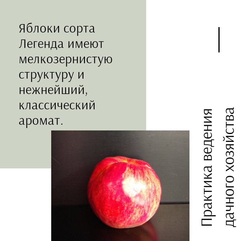 Описание яблони легенда фото и описание сорта фото