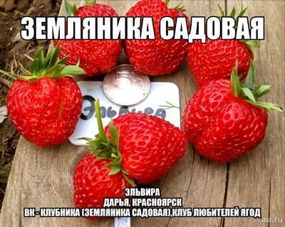Клубника эльвира: описание сорта садовой земляники, отзывы про элечку