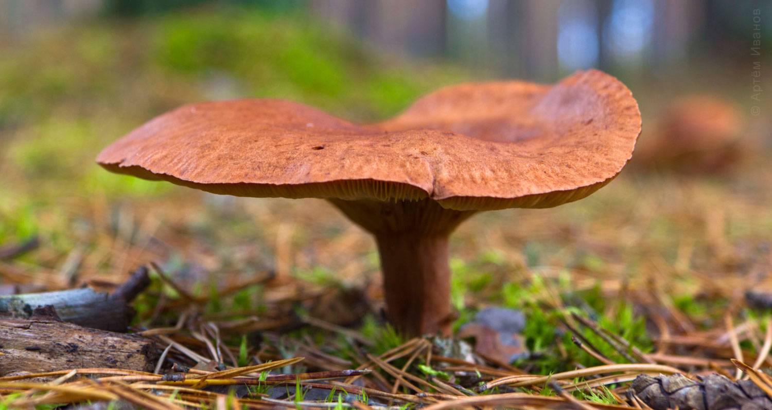 Горькушка (lactarius rufus), сухарка, горький груздь, горянка, горчак — фото и описание массового гриба хвойных лесов