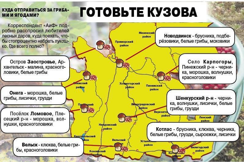 Грибы ямала: съедобные, ядовитые, где и когда собирать — грибные места | ямал-медиа