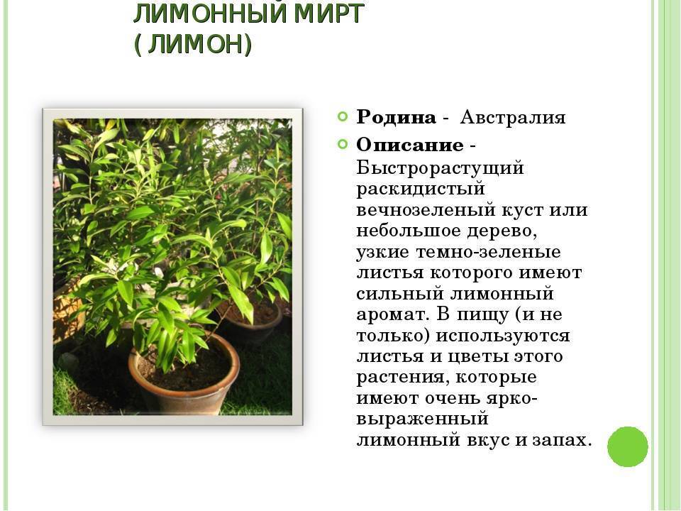 Цветок мирт в домашних условиях: уход, фото, пересадка, размножение, почему сохнет