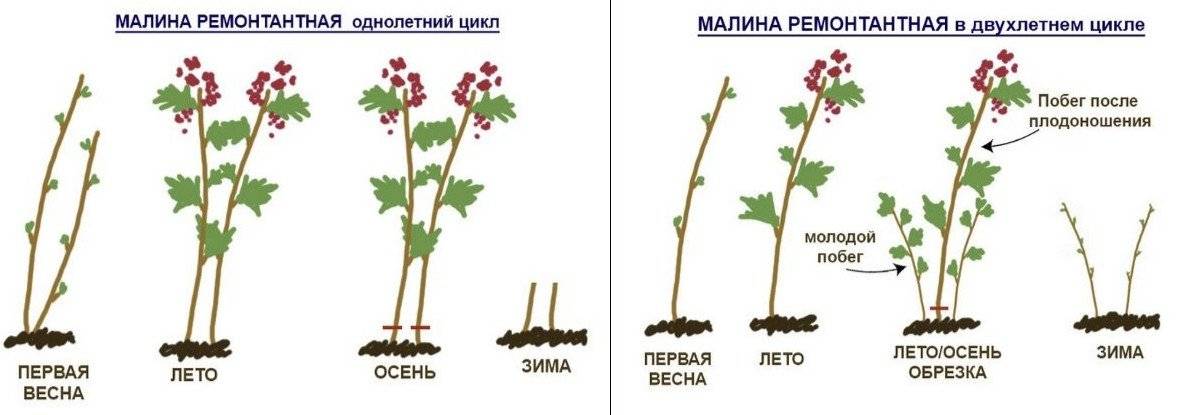 Малина: сорта, посадка, уход, размножение | (25 фото)+отзывы