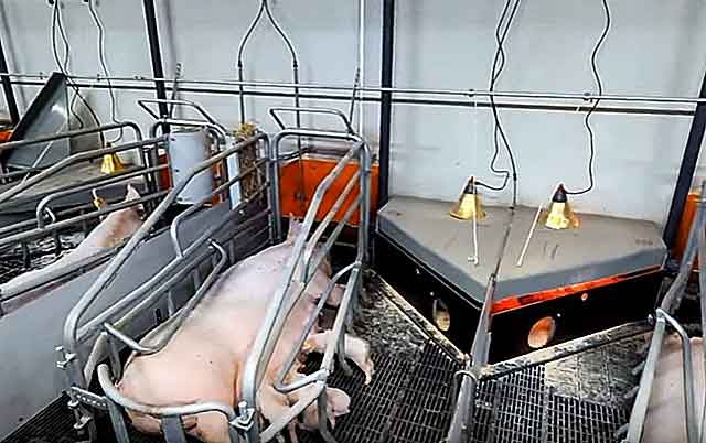 Самостоятельно изготавливаем станок для свиноматки