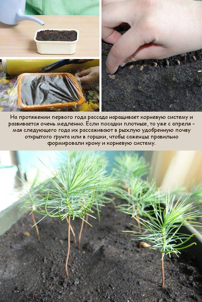 Как выращивать японскую сосну