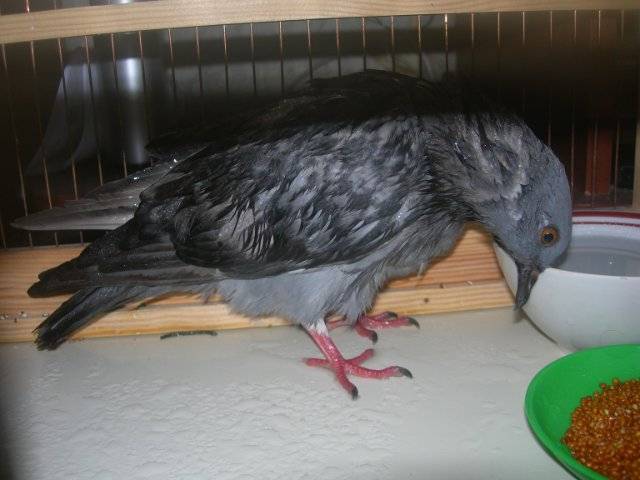 Вертячка у голубей: лечение, признаки, опасна ли болезнь ньюкасла
