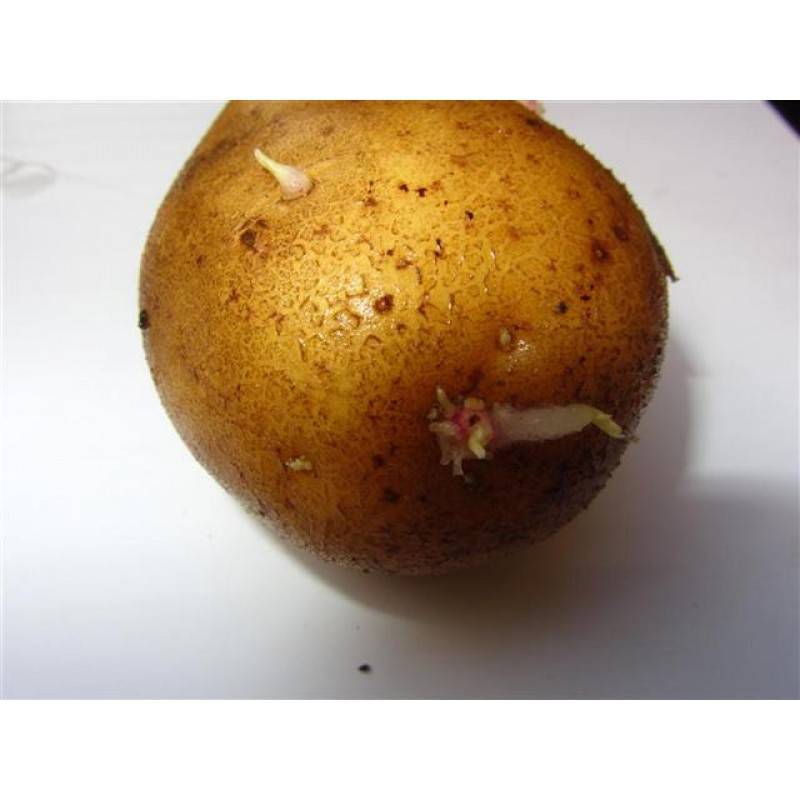 Картофель лабадия: характеристика, посадка и уход