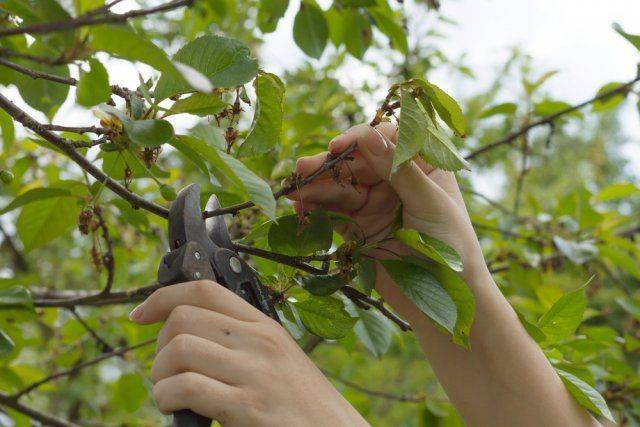 Подкормка вишни весной и осенью: схемы подкормок, правила ухода, типы удобрений
