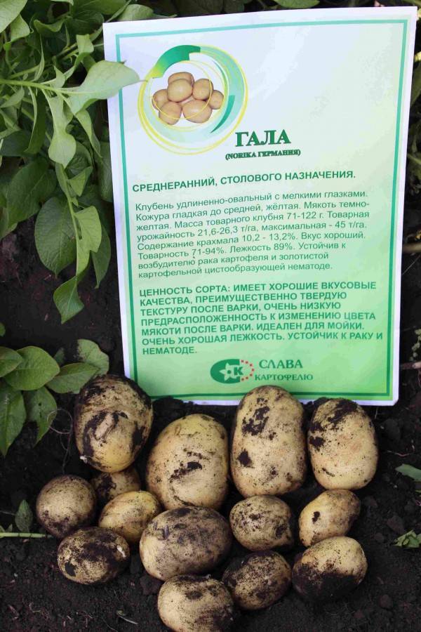 Картофель гала: описание сорта, фото, отзывы садоводов, видео-обзор
