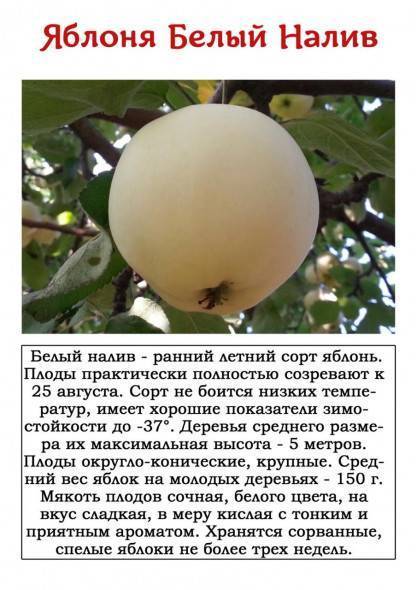 Яблоня белый налив: характеристика, описание, фото, отзывы